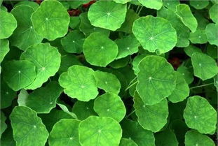 秦嵐直言“上鏡女星其實都不好看”，植物提取物揭示鏡頭下的審美扭曲